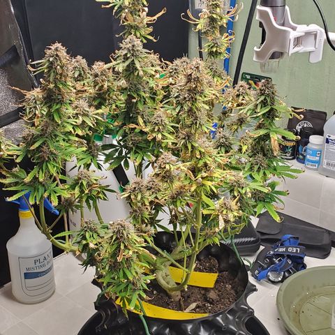 Tangerine growlog timeline photo