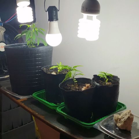 Piedrita  growlog timeline photo