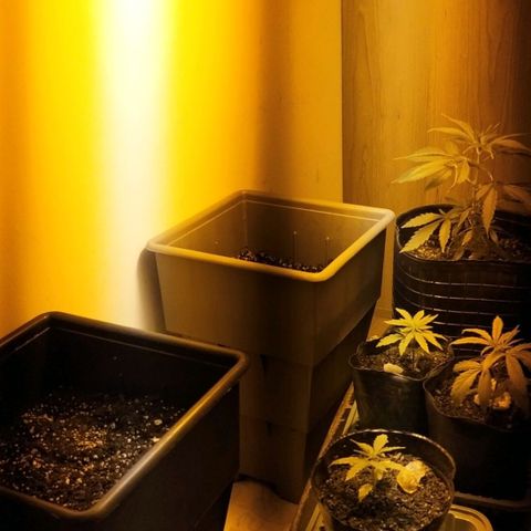 Piedrita  growlog timeline photo