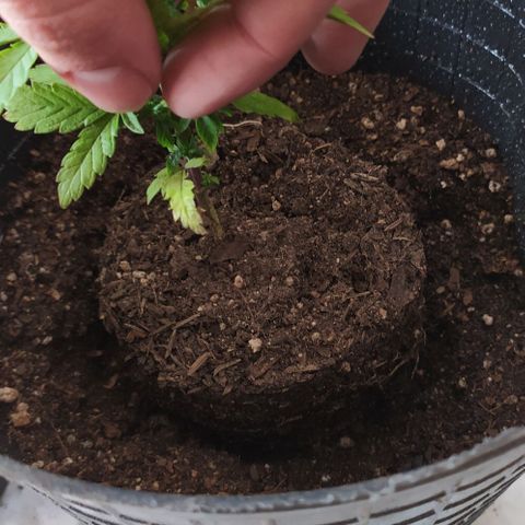 Piedrita  growlog timeline photo