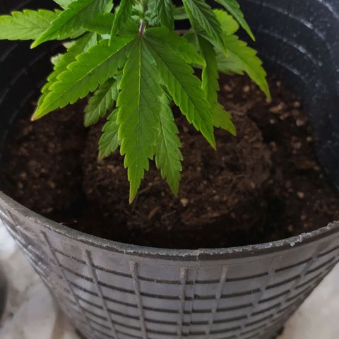 Piedrita  growlog timeline photo