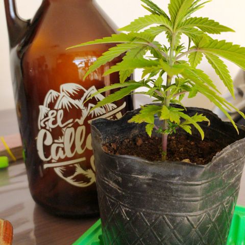 Piedrita  growlog timeline photo