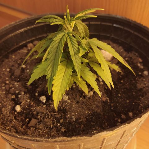 Piedrita  growlog timeline photo