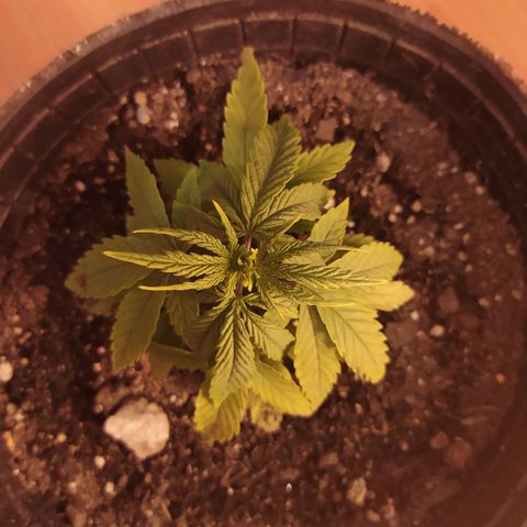 Piedrita  growlog timeline photo