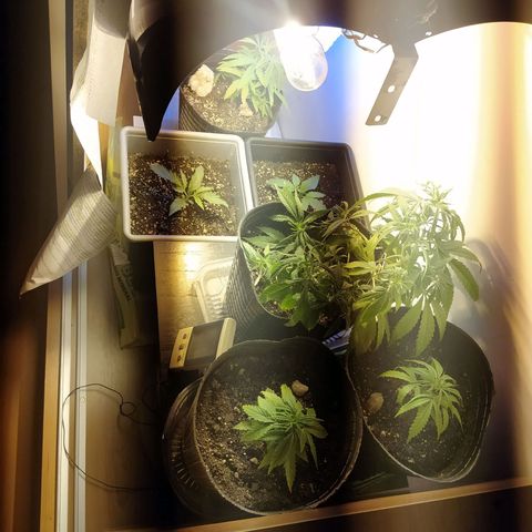 Piedrita  growlog timeline photo
