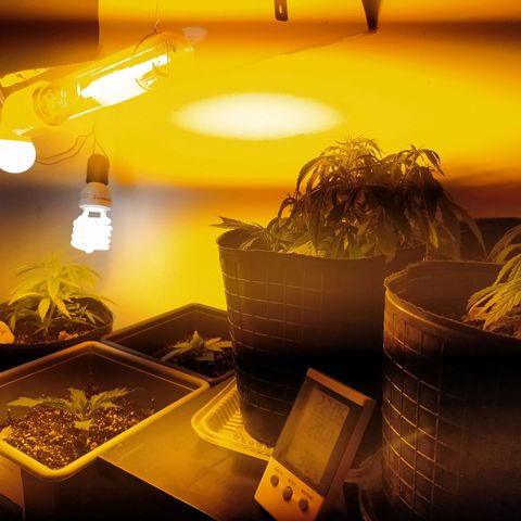 Piedrita  growlog timeline photo