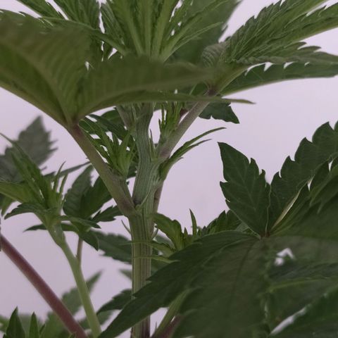 Piedrita  growlog photo: Primera dia con 12/12