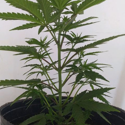 Piedrita  growlog photo: Primera dia con 12/12