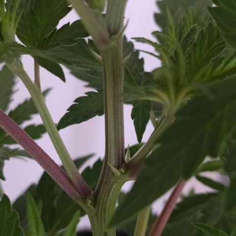 Piedrita  growlog photo: Primera dia con 12/12