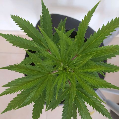 Piedrita  growlog photo: Primera dia con 12/12