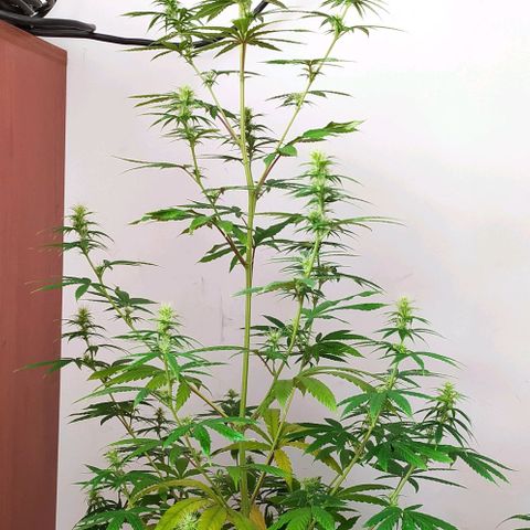 Piedrita  growlog timeline photo