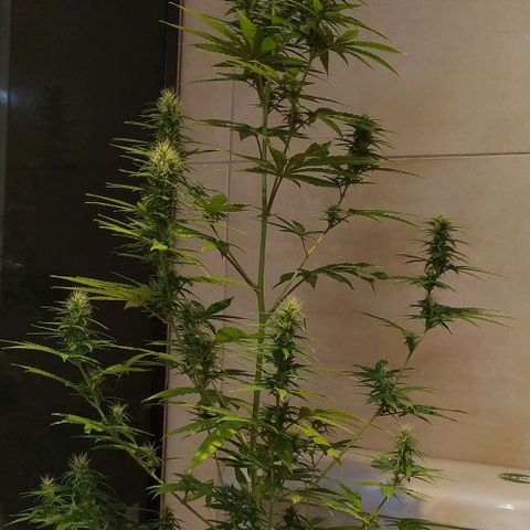 Piedrita  growlog timeline photo