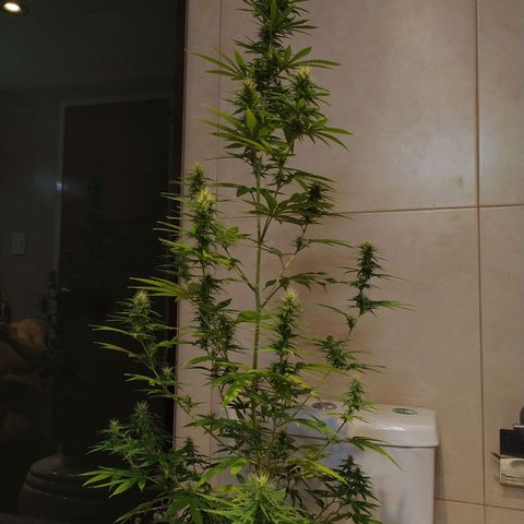 Piedrita  growlog timeline photo