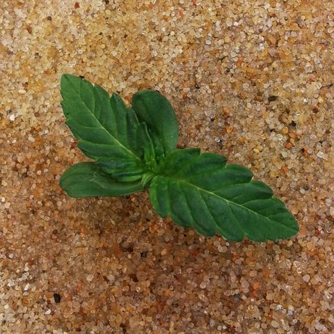 Dos Si Dos 33 growlog timeline photo