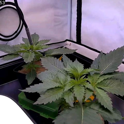 Dos Si Dos 33 growlog timeline photo