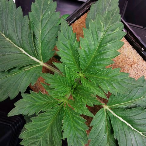 Dos Si Dos 33 growlog timeline photo
