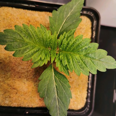 Dos Si Dos 33 growlog timeline photo