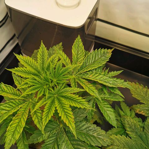 Dos Si Dos 33 growlog timeline photo