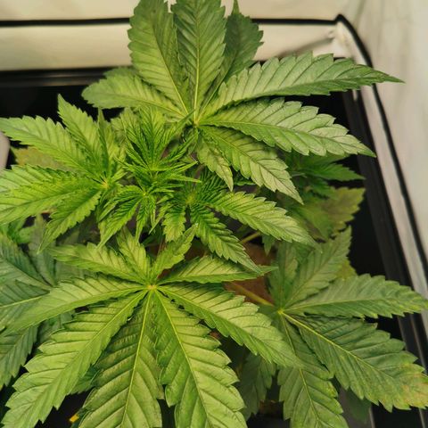 Dos Si Dos 33 growlog timeline photo