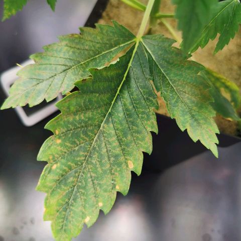 Dos Si Dos 33 growlog timeline photo