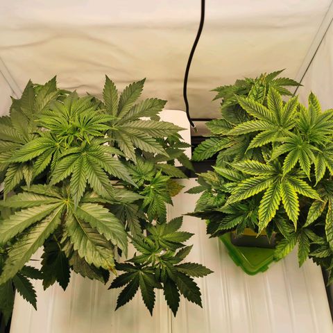 Dos Si Dos 33 growlog timeline photo
