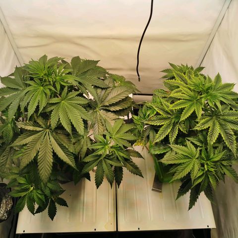 Dos Si Dos 33 growlog timeline photo