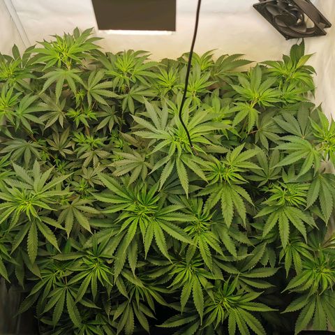 Dos Si Dos 33 growlog timeline photo