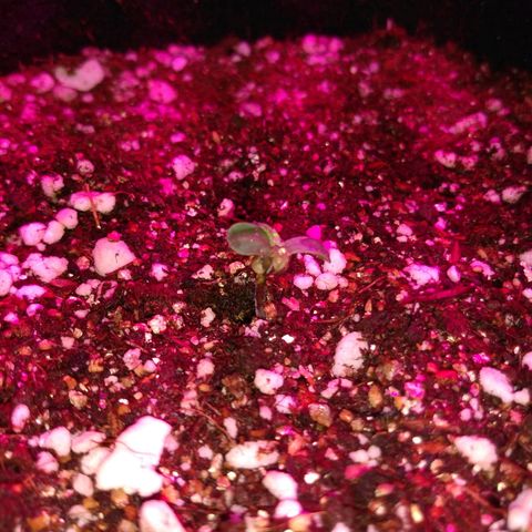 Red skunk Auto growlog timeline photo