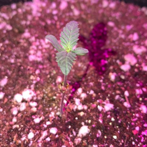 Red skunk Auto growlog timeline photo