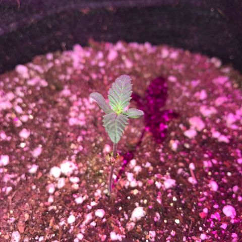 Red skunk Auto growlog timeline photo