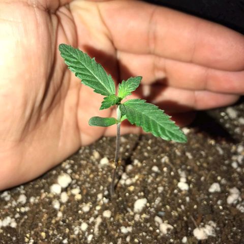 Red skunk Auto growlog timeline photo