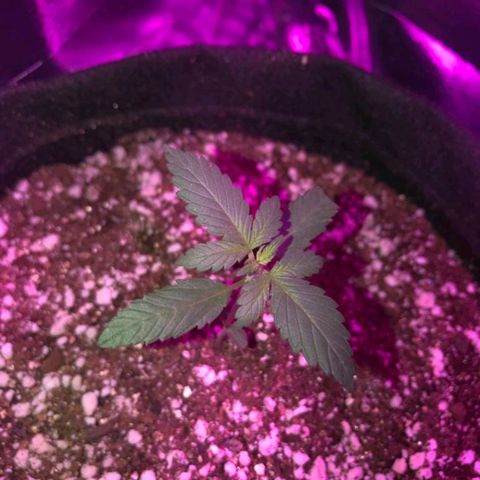 Red skunk Auto growlog photo: Levou uma mordida da gata 