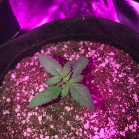 Red skunk Auto growlog photo: Levou uma mordida da gata 