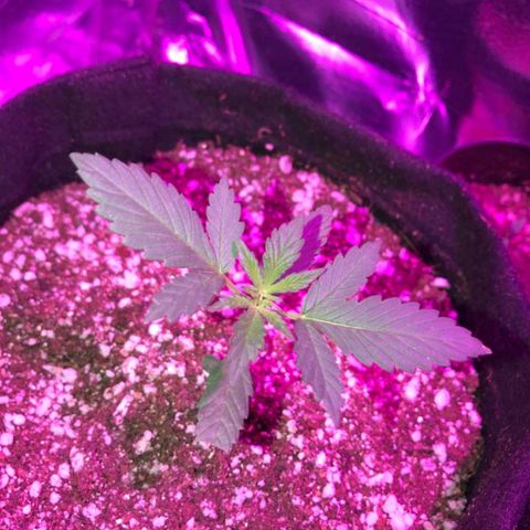 Red skunk Auto growlog timeline photo
