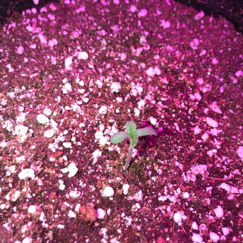 Crítical purple  growlog timeline photo