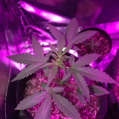 Red skunk Auto growlog timeline photo