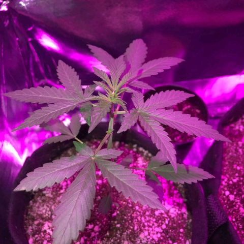 Red skunk Auto growlog timeline photo