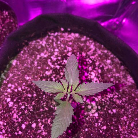 Crítical purple  growlog timeline photo