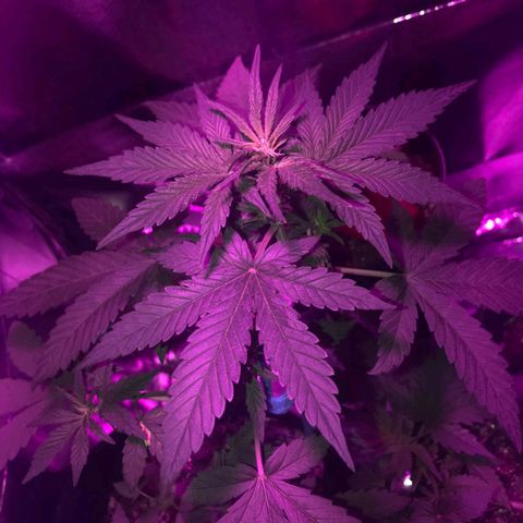 Red skunk Auto growlog timeline photo