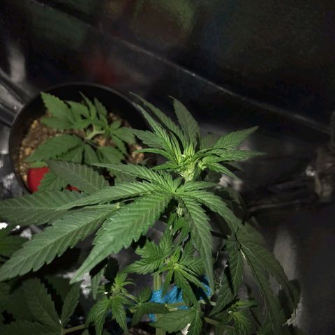 Red skunk Auto growlog timeline photo