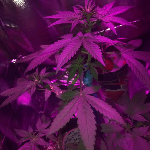 Red skunk Auto growlog timeline photo