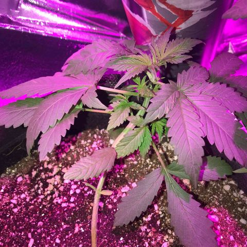 Crítical purple  growlog timeline photo