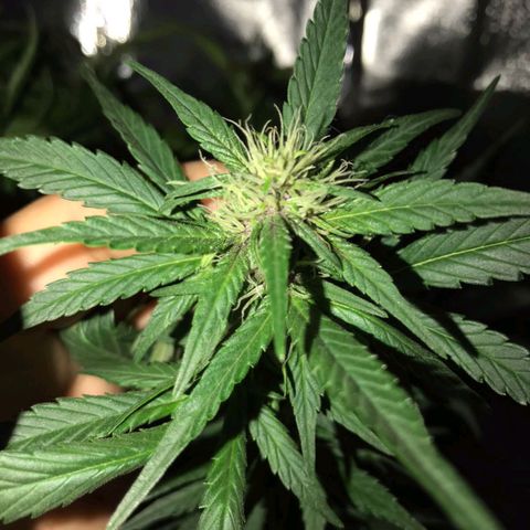 Red skunk Auto growlog timeline photo