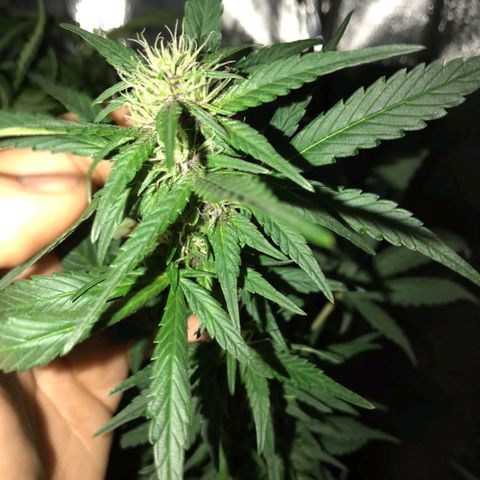 Red skunk Auto growlog timeline photo