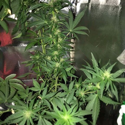 Red skunk Auto growlog timeline photo