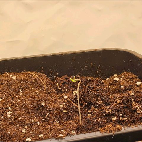 Nothern Lights growlog photo: Bisschen Gespagelt, weil zu viel Licht.
Ansonsten gut durchgekommen