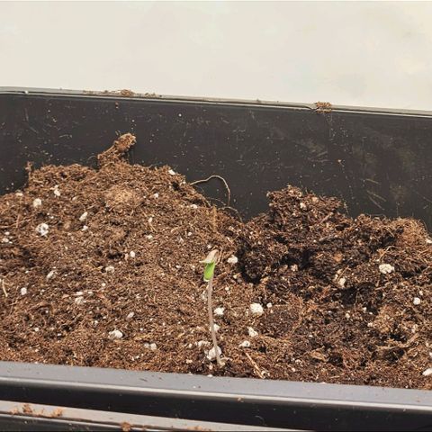 Nothern Lights growlog photo: Bisschen Gespagelt, weil zu viel Licht.
Ansonsten gut durchgekommen