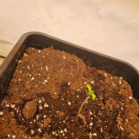 Nothern Lights growlog photo: Erste Blätter🍃