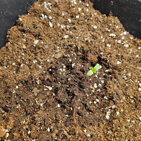 Nothern Lights growlog photo: Erste Blätter🍃