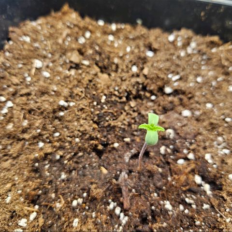 Nothern Lights growlog photo: Erste Blätter🍃